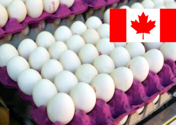 கனடாவில் முட்டைகளில் பாக்டீரியா தொற்று அபாயம்