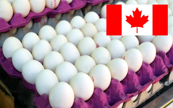 கனடாவில் முட்டைகளில் பாக்டீரியா தொற்று அபாயம்