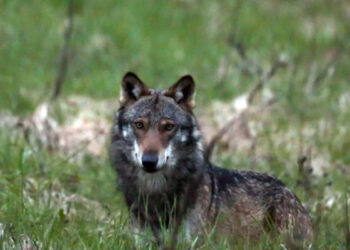 சுவிட்சர்லாந்தில் அமுலுக்கு வரும் முக்கிய மாற்றங்கள்