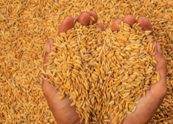 நெல்லுக்கான உத்தேச விலை தொடர்பில் தகவல்