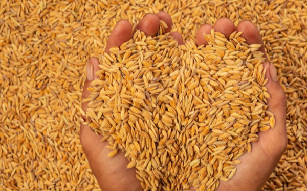 நெல்லுக்கான உத்தேச விலை தொடர்பில் தகவல்