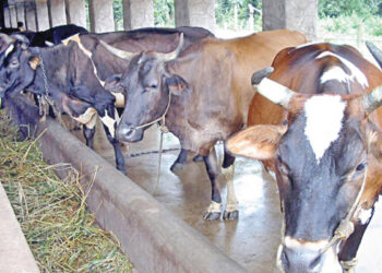 கொழும்பில் மாட்டிறைச்சி தட்டுப்பாடு!