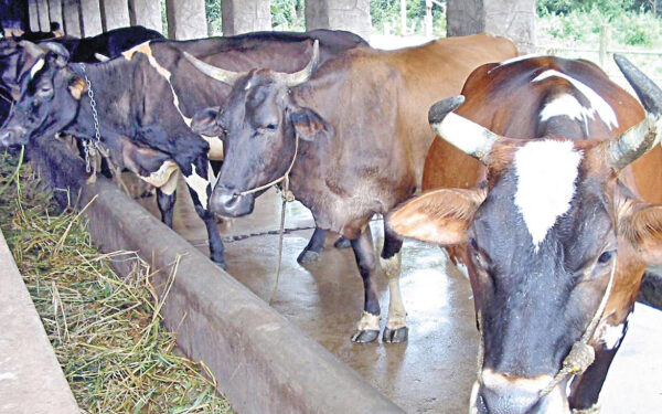 5 Paris Tamil News கொழும்பில் மாட்டிறைச்சி தட்டுப்பாடு!