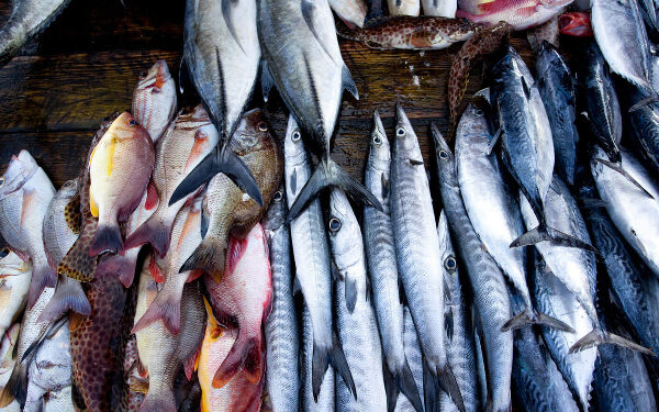 மீன்களையும் இறக்குமதி செய்ய நேரிடலாம்!