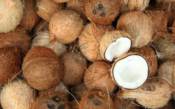 தேங்காயின் விலை குறைவடையும் சாத்தியம்