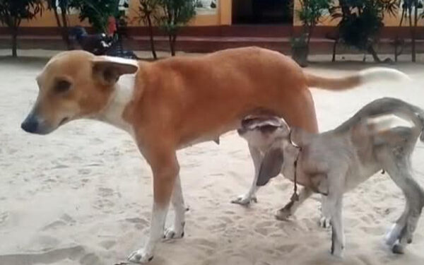 யாழில்ஆட்டுக்குட்டிக்கு பால் கொடுக்கும் நாய்