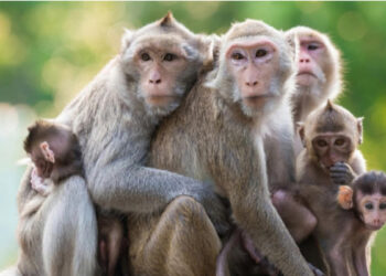 குரங்குகள் மீது சுமத்தப்படும் குற்றச்சாட்டுகள்!