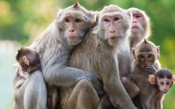 3 Paris Tamil News குரங்குகள் மீது சுமத்தப்படும் குற்றச்சாட்டுகள்!