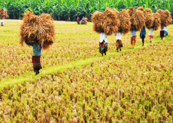 நெல் விவகாரத்தில் அரசாங்கத்திற்கு சிக்கல்