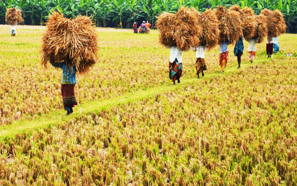 நெல் விவகாரத்தில் அரசாங்கத்திற்கு சிக்கல்