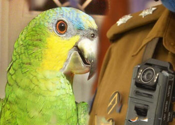 பொலிஸாருக்கு அதிர்ச்சி கொடுத்த கிளி – சிக்கிய தங்க நகை