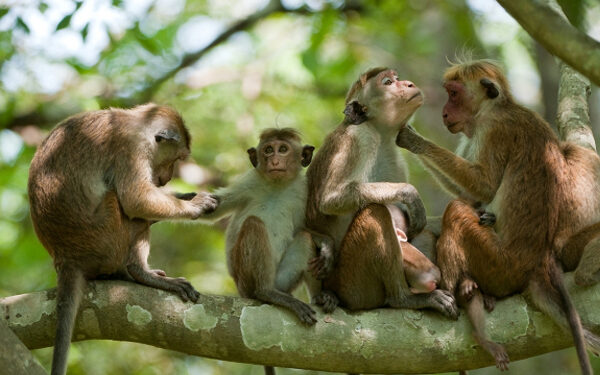 குரங்குகளை பிடிக்கும் திட்டம்