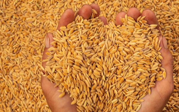 அரிசி ஆலை உரிமையாளர்கள் மீது குற்றச்சாட்டு!