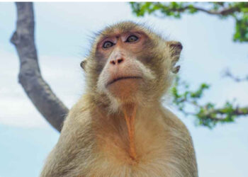 குரங்குகளுக்கு குடும்ப கட்டுப்பாடு முயற்சி தோல்வி!