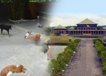 நாடாளுமன்ற வளாகத்தில் குழப்பம் செய்யும் நாய்கள்