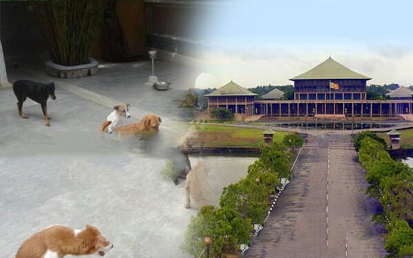 10 Paris Tamil News நாடாளுமன்ற வளாகத்தில் குழப்பம் செய்யும் நாய்கள்