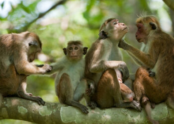 இலங்கையில் வனவிலங்குகள் குறித்து கணக்கெடுப்பு செய்ததில்லை