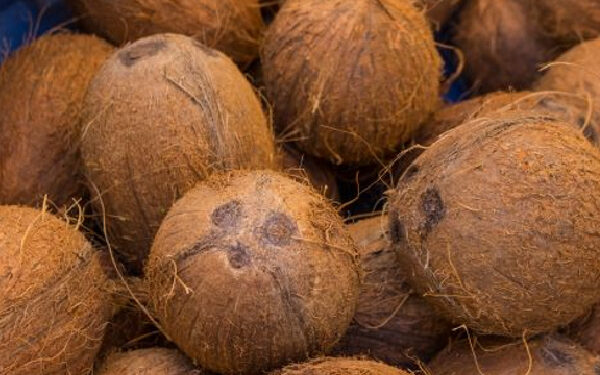 தேங்காய் விலையில் மாற்றம்