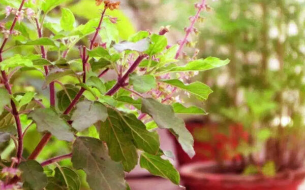 துளசி இலையில் இத்தனை மருத்துவ குணங்களா?