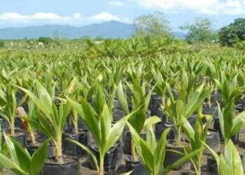 நாட்டில் தேங்காய் தட்டுப்பாடு! அரசாங்கம் புதிய தீர்மானம்