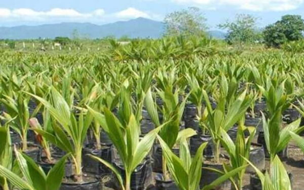 நாட்டில் தேங்காய் தட்டுப்பாடு! அரசாங்கம் புதிய தீர்மானம்