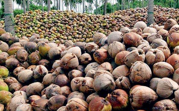 4 Paris Tamil News தேங்காய் விலை தொடர்பில் கணிப்பு